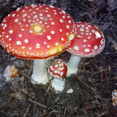 Jakuzzis,szaunás,kerkavendégház-őrség-csesztreg-kerkaujfalu Csesztreg