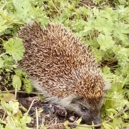 Jakuzzis,szaunás,kerkavendégház-őrség-csesztreg-kerkaujfalu Hébergement de vacances Csesztreg